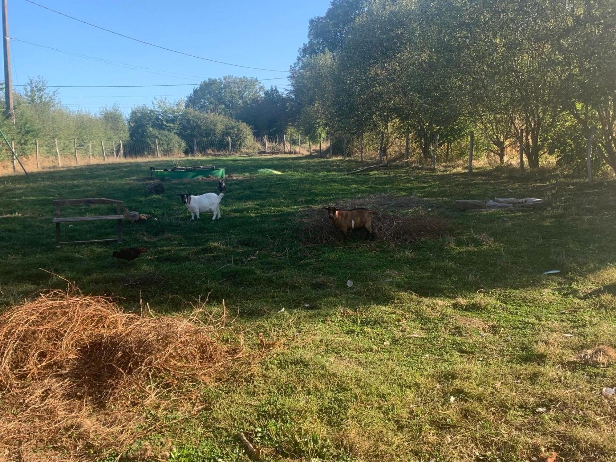 Logement Independant Le Poulailler Proche Guedelon Treigny Exteriér fotografie